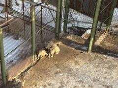 -青藏高原野生动物园