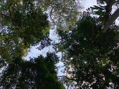 -莫里热带雨林景区