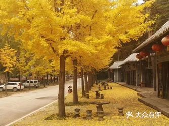 十一月，你应该去嵩县赏银杏