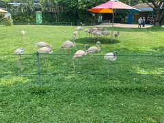 -广州长隆飞鸟乐园