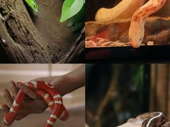 -帕帕拉兹宠物(亚洲旗舰店)