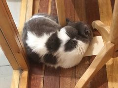 -猫的天空之城概念书店(印象城购物中心店)