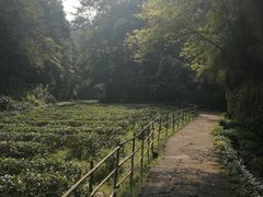 -武夷山风景名胜区-虎啸岩