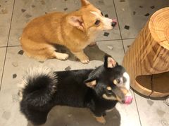 -柴迷FANS CLUB·柴犬狗咖·猫咖