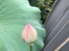 -莫催咖啡
