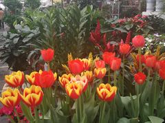 -秦美花卉(天朗·莱茵小城2期店)
