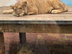 -大连森林动物园