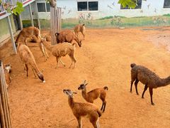 -西霞口神雕山野生动物世界