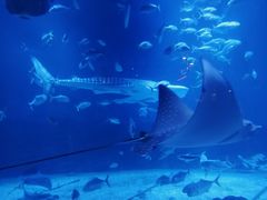 -烟台海昌鲸鲨海洋公园