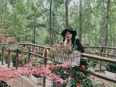 -合肥滨湖国家森林公园