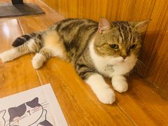 -喵园·猫主题咖啡厅·撸猫·猫咖(国贸店)