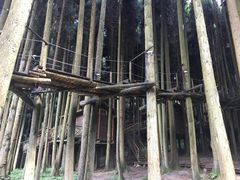 -武陵山森林公园