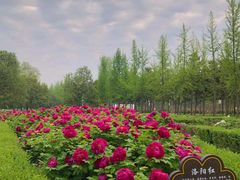 -洛阳市牡丹公园