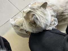 -怪兽屋·羊驼·猫咖·狗咖(俊华广场店)