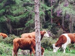 -硗碛藏寨·神木垒景区
