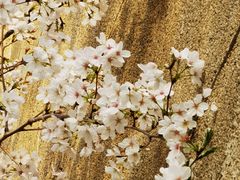 -武汉大学-樱园