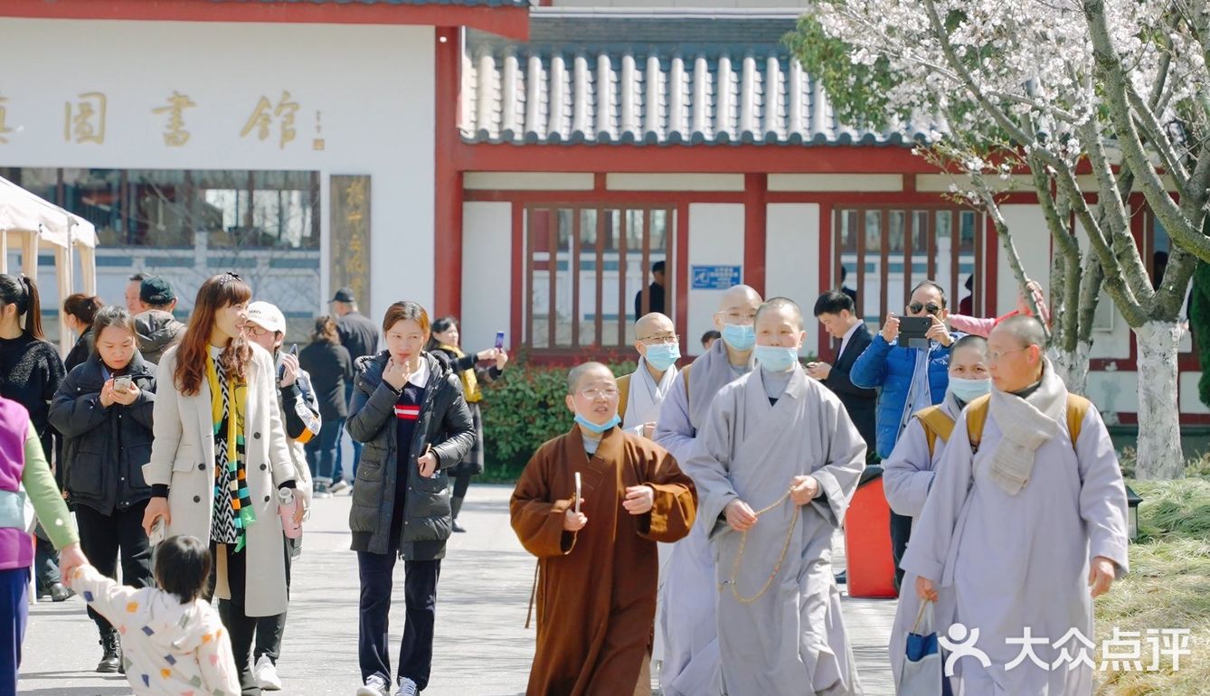 鉴真路樱花大道｜扬州人心中的鼋头渚