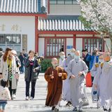 鉴真路樱花大道｜扬州人心中的鼋头渚