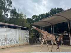 -泉州海丝野生动物世界