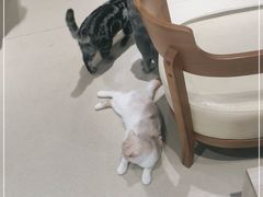 -藏猫猫咖啡主题馆(中央大道店)