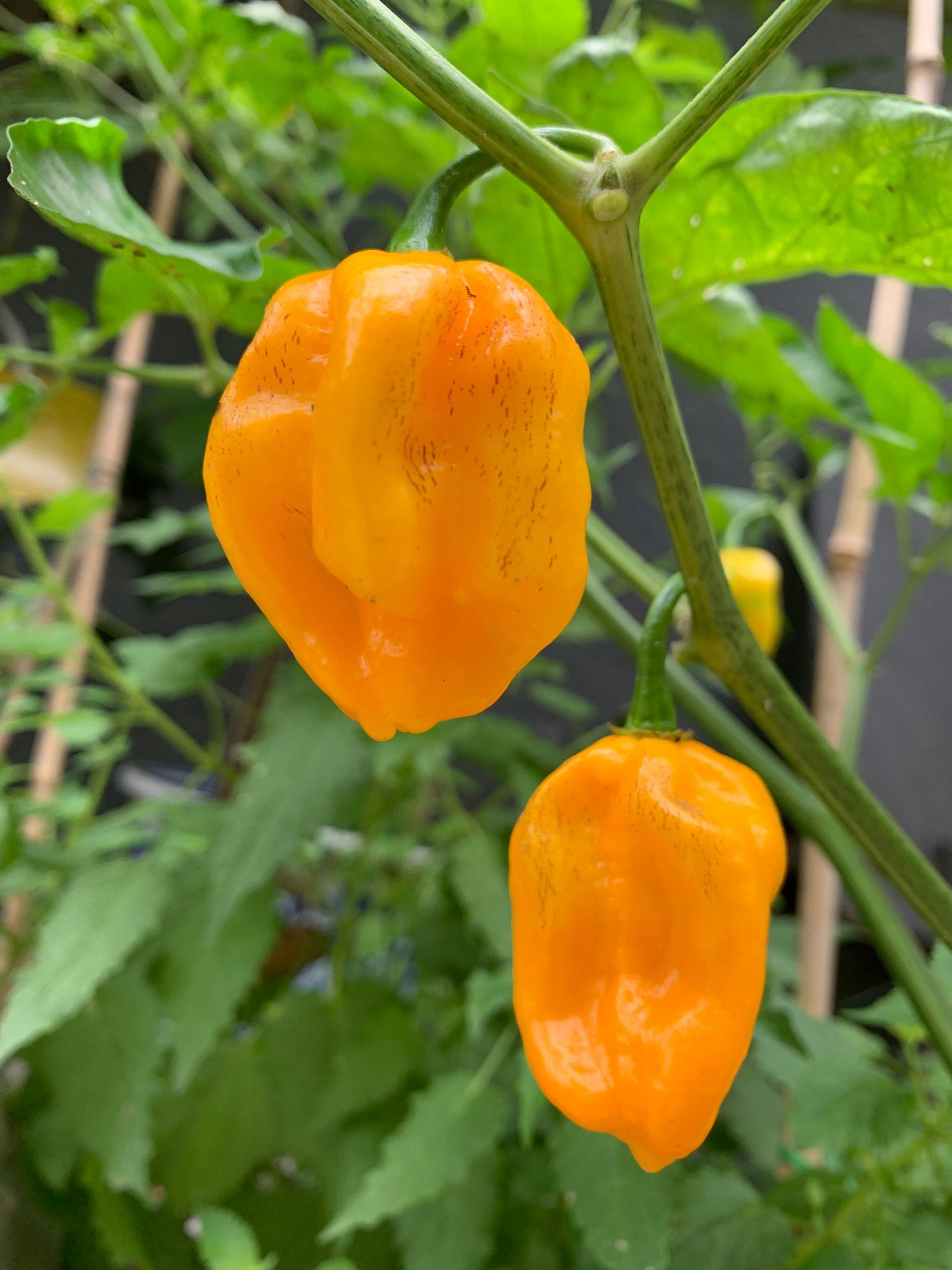 黄灯笼辣椒熟了