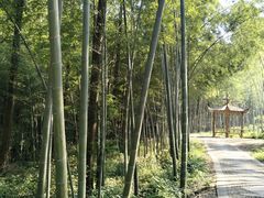 -天花井景区