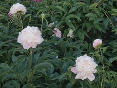 -长春公园(普阳街道)