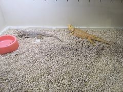 -猫色咖啡·猫咖