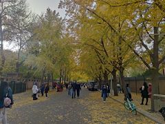 -三里屯东五街银杏大道