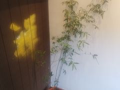 -德迹斋禅意文化茶馆·茶空间·商务洽谈•宴席(桃园店)
