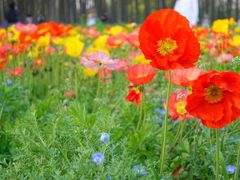 -上海共青森林公园