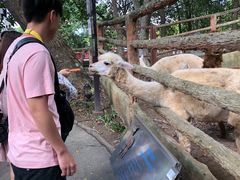 -清迈夜间动物园