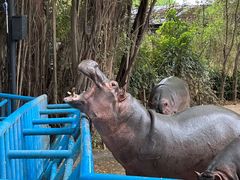 -广州长隆飞鸟乐园