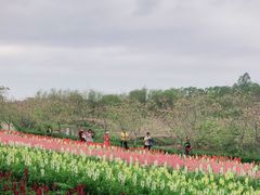 -天适樱花悠乐园