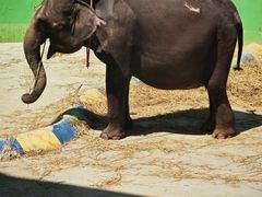 -大连森林动物园