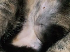 -达爱动物医院·犬猫分区·CT·复杂眼科(远洋山水分院)