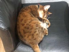 -猫色咖啡·猫咖