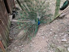 -藏龙百瀑风景区