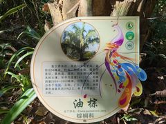 -西双版纳原始森林公园