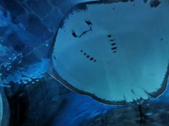 -芜湖新华联大白鲸海洋公园