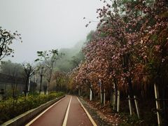 -梧桐山风景名胜区