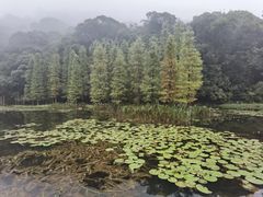 -广州市石门国家森林公园