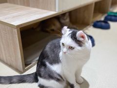 -藏猫猫咖啡主题馆(中央大道店)