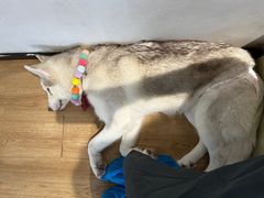 -Husky Go! 哈士奇体验馆·宠物咖啡厅狗咖