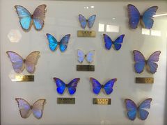 -上海昆虫博物馆