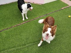 -汪说喵讲宠物乐园宠物酒店(红星美凯龙店)