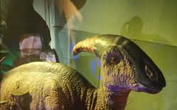 -恐龙探索乐园(磁器口店)