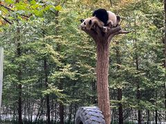 -都江堰中华大熊猫苑