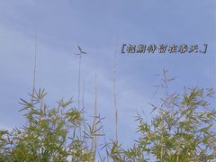 -大宁公园