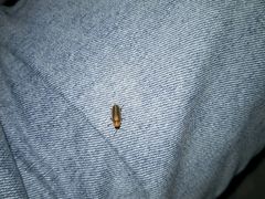 -简奥斯汀·赫本酒吧